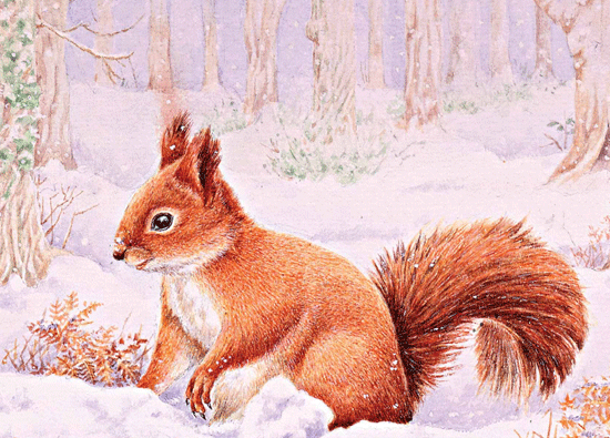 Snow squirrel