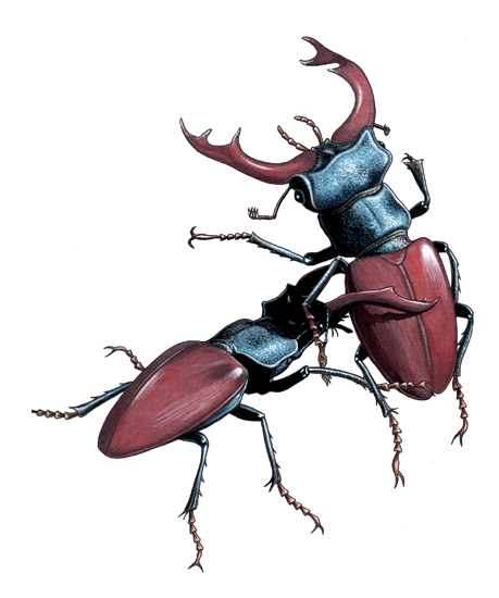 Stag beetles fight